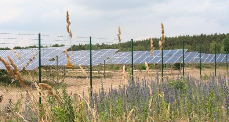 Un nuovo studio dimostra: gli impianti fotovoltaici favoriscono la biodiversità